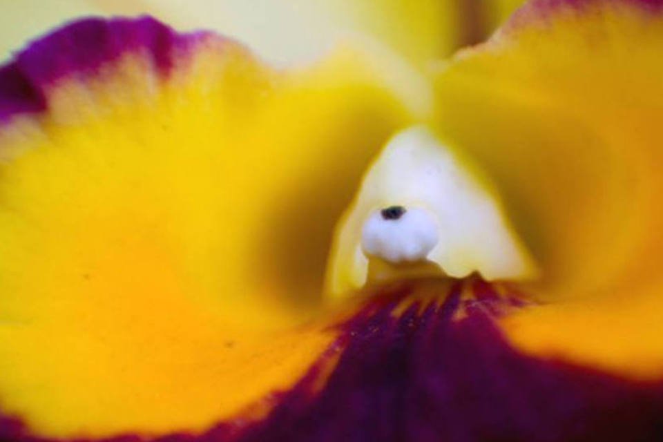 Incêndio afeta reserva onde cresce espécie única de orquídea