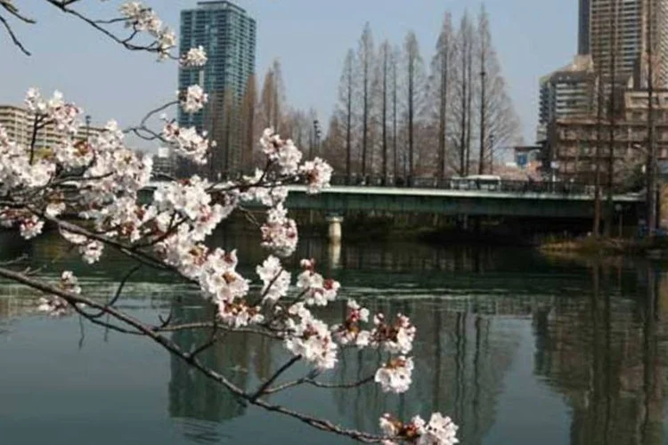 
	Flores de cerejeiras em Osaka, no Jap&atilde;o: nas grandes cidades, onde ocorre o fen&ocirc;meno de ilhas de calor, a florada ficou ainda mais precoce, 6,1 dias na m&eacute;dia
 (Buddhika Weerasinghe/Getty Images)