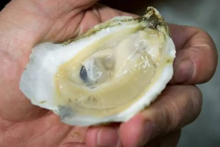 Ostra: operações de gravação das ostras começarão em três semanas (Mladen Antonov/AFP/AFP Photo)