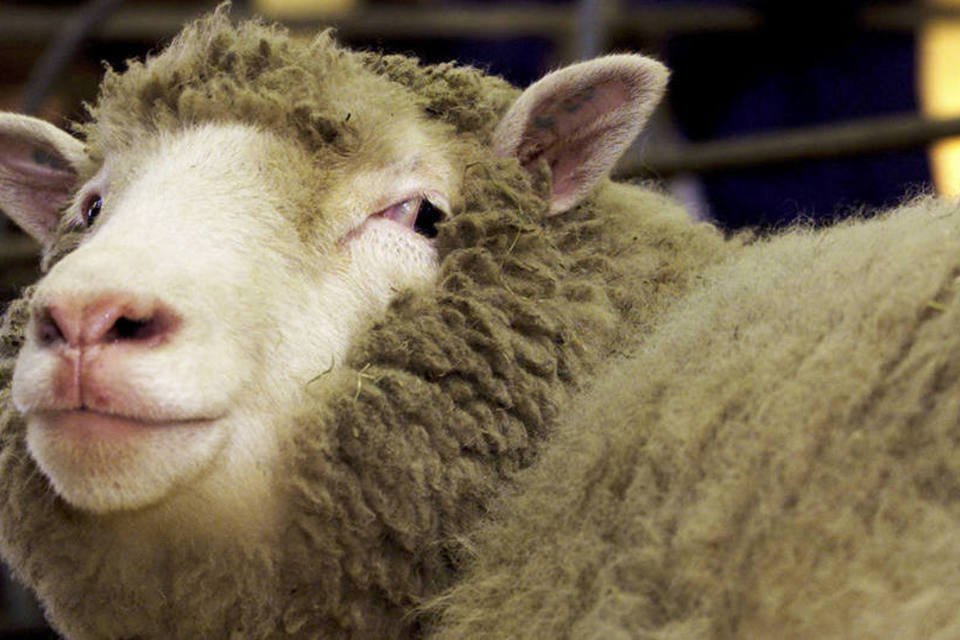 Clones da ovelha Dolly estão com boa saúde, aponta pesquisa