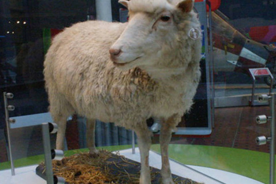 Clonagem da ovelha Dolly completa 20 anos