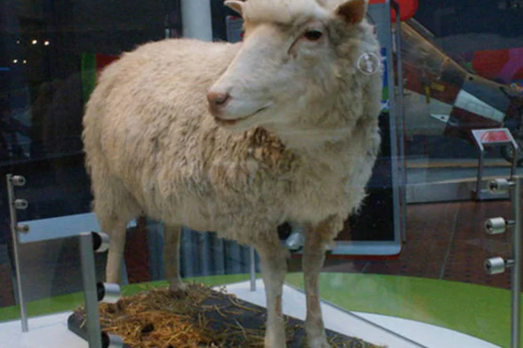 A ovelha Dolly exposta no Museu Nacional da Escócia (Mike Pennington/ Wikimedia Commons)