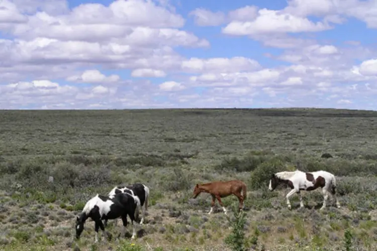 Cavalos pastando nos Pampas: originalmente, ocupava 63% do território gaúcho; hoje, apenas 36% dessa área ainda está coberta pela vegetação original (Creative Commons/Reprodução)