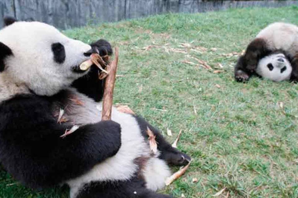 Panda gigante sai da lista de espécies em perigo de extinção