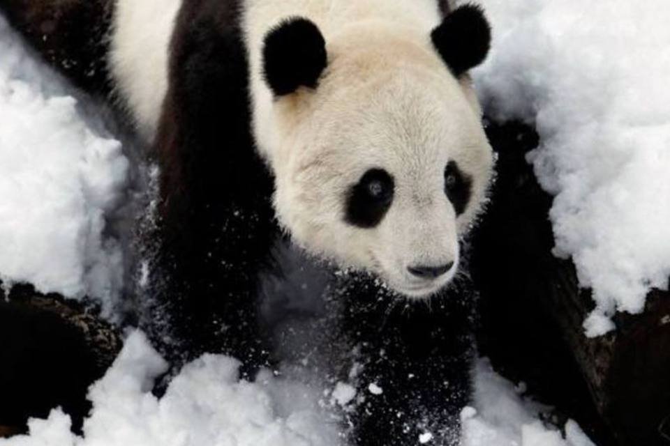 China inaugura centro internacional para proteção de pandas