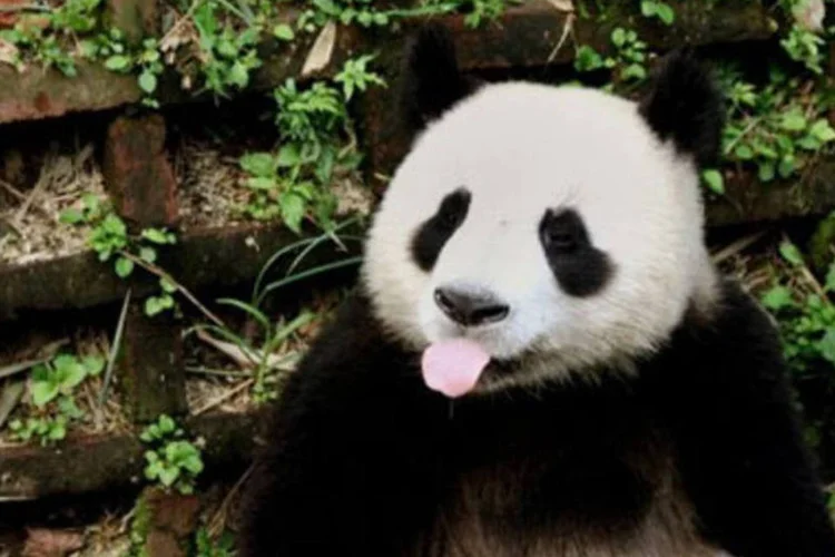 Há apenas 1.600 pandas em liberdade no mundo e 300 cativos, essencialmente na China, como parte de programas de preservação da espécie (.)
