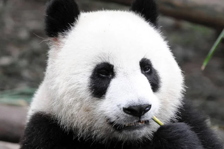 Convenhamos, olheiras só são bonitas em pandas (ThinkStock)