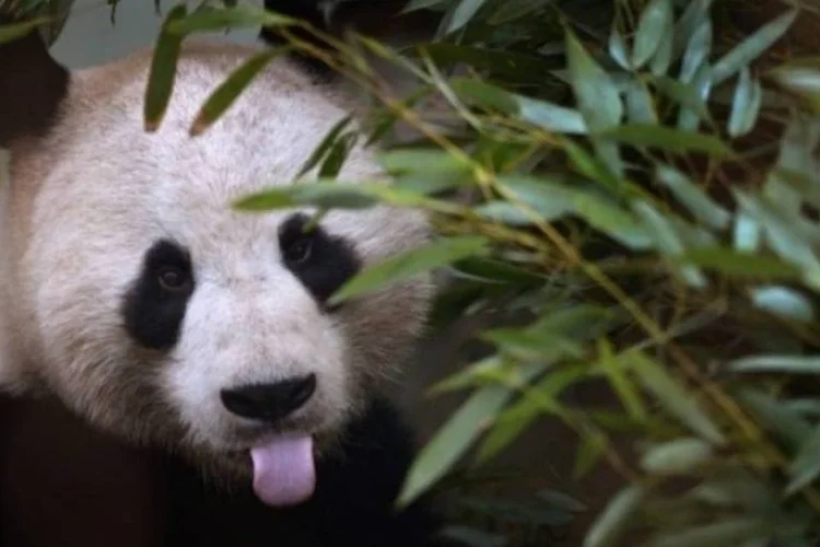 
	Urso panda: ursas panda s&oacute; se interessam pelo acasalamento durante tr&ecirc;s dias ao ano, e o per&iacute;odo de gesta&ccedil;&atilde;o &eacute; de tr&ecirc;s a cinco meses
 (Getty Images)