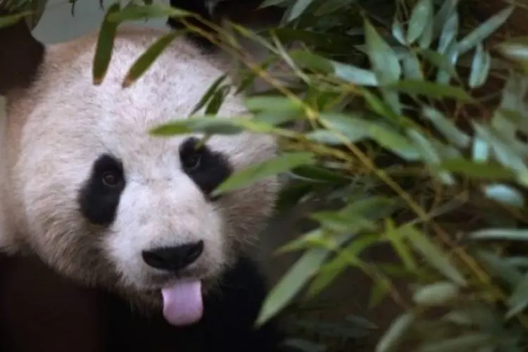 
	Panda: estudo afirma que pandas s&atilde;o muitos menos ativos do que outros ursos
 (Getty Images)
