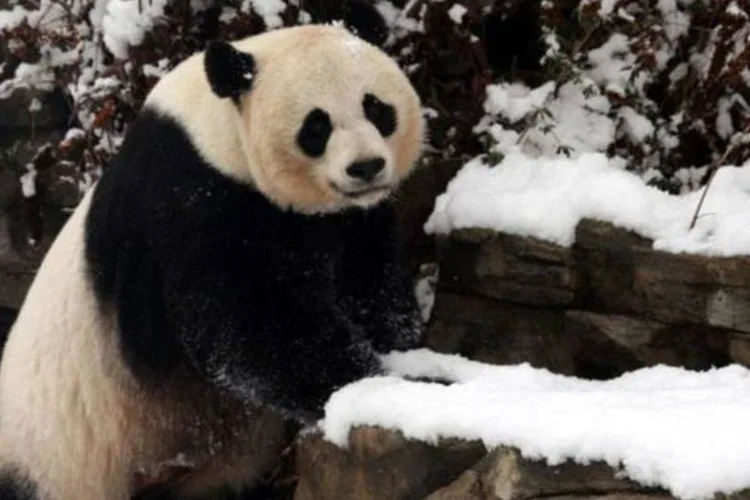 
	Panda gigante Mei Xiang mora no Zool&oacute;gico Nacional dos EUA: ela j&aacute; deu a luz a dois filhotes, mas um morreu na primeira semana ap&oacute;s o parto, no ano passado
 (Rob Page III/Wikimedia Commons)