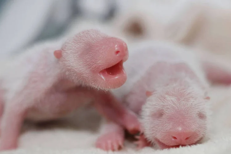 
	Pandas: as duas pandinhas pesavam 144 e 113 gramas, respectivamente, informou o centro
 (China Daily / Reuters)