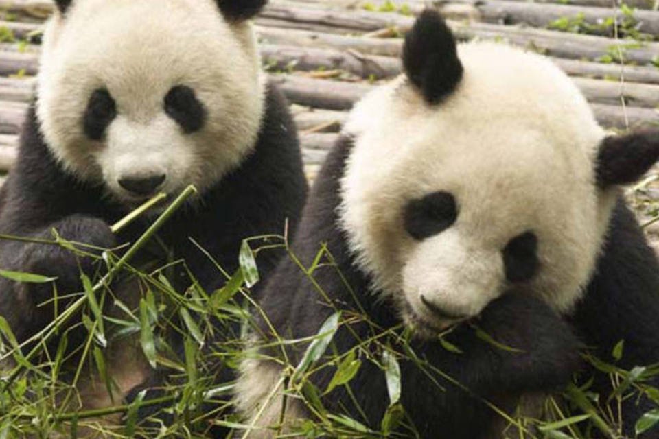 Casal de ursos panda gigantes emprestados pela China chegam à França