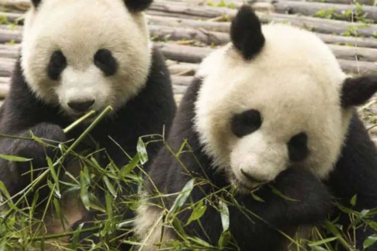 
	Pandas:&nbsp;cientistas chegaram a essa conclus&atilde;o ap&oacute;s analisar o DNA da esp&eacute;cie e isolar um pept&iacute;deo das c&eacute;lulas do sistema imunol&oacute;gico dos animais
 (Creative Commons/EXAME.com)