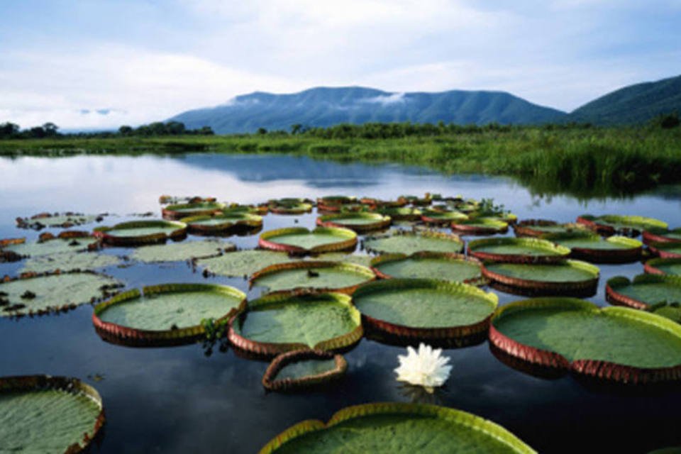 Grupo da USP levanta volume de dados inédito sobre Pantanal