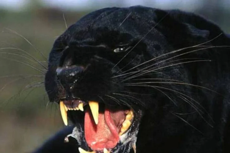 A presença do felino foi notada pela primeira vez por uma família que a avistou perto da sua casa em Prata (Wikimedia Commons)