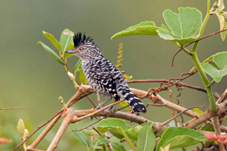 Papa-formiga: papa-formigas representam o grupo mais comum de aves da Amazônia, com a maior diversidade de espécies da família, podendo chegar, por exemplo, a 45 espécies diferentes em um mesmo local (Getty Images)