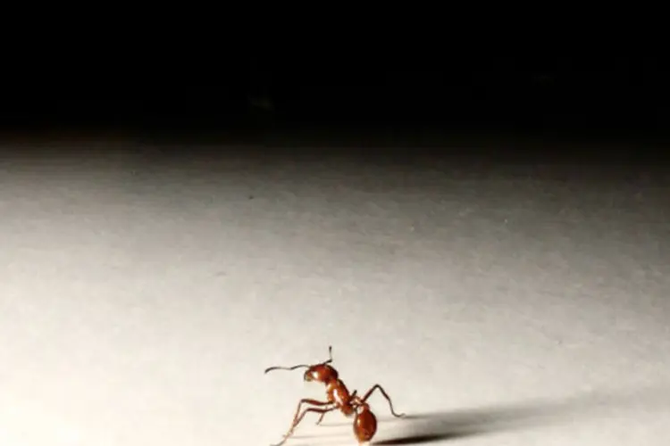 Quando não cresce, um negócio fica frágil como uma formiga, que pode ser esmagada facilmente (Omar Franco/ sxc)