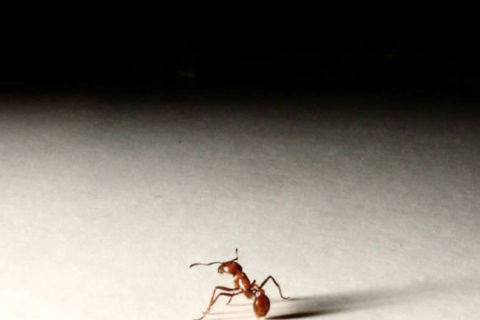 Formigas têm GPS sofisticado e podem andar para trás