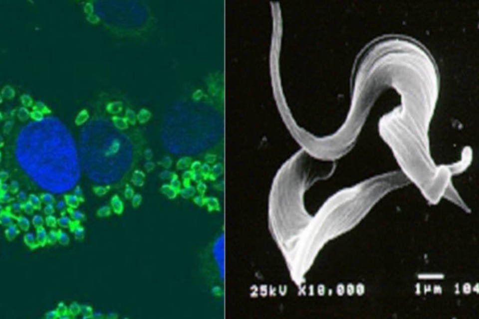 Vacina contra Chagas é testada com sucesso em camundongos