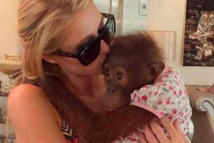 
	Paris Hilton com orangotango: fotos de celebridades ao lado desses animais amea&ccedil;am ainda mais sobreviv&ecirc;ncia da esp&eacute;cie.
 (Reprodução/ Instagram)