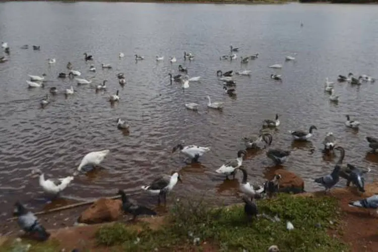 Emergência: vazamento já secou boa parte do lago, que abriga peixes, patos e marrecos e outras aves (José Cruz/Agência Brasil)
