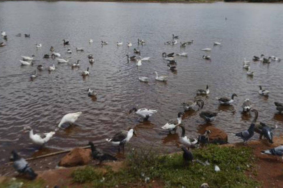 Erosão ameaça esvaziar lago do principal parque de Brasília