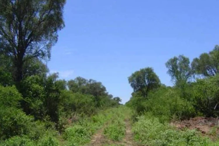Parque no Chaco paraguaio: brasileiras River Plate e BBC são acusadas de desmatamento (Mdujak/Wikimedia Commons)
