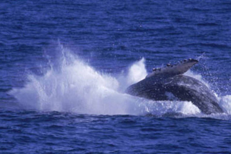 Reservas naturais itinerantes podem salvar espécies marinhas de extinção