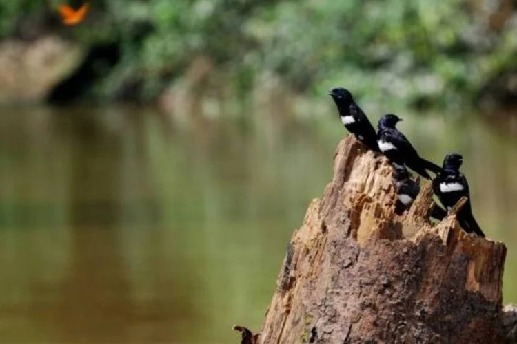
	Parque Nacional Yasun&iacute;: coaliz&atilde;o&nbsp;afirmou que h&aacute; indica&ccedil;&otilde;es que os trabalhadores encontraram tribos nativas que n&atilde;o possuem contato significante com a civiliza&ccedil;&atilde;o
 (Wikimedia Commons)