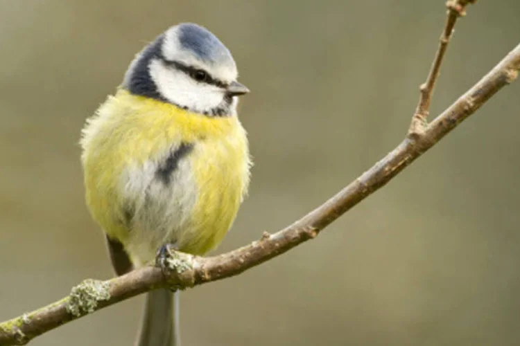 Passarinho: aves são o principal alvo do comércio ilegal de animais (Getty Images)