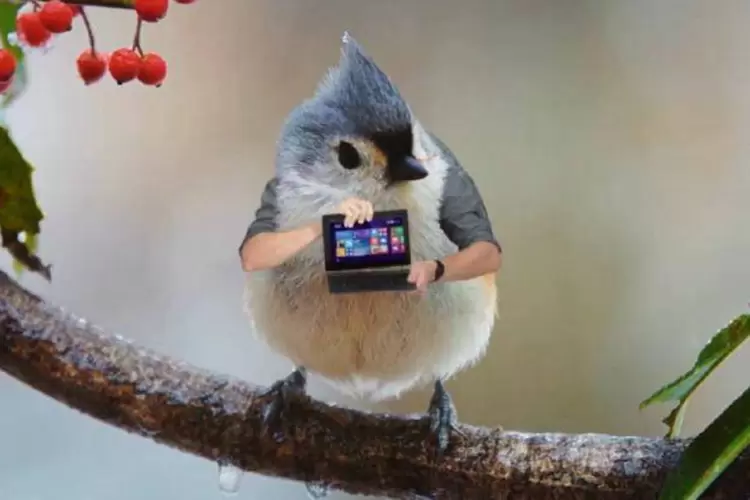 Comercial da ASUS: pássaro interage com outros pássaros de comportamento "ultrapassado" (Reprodução/YouTube/ASUS Brasil)