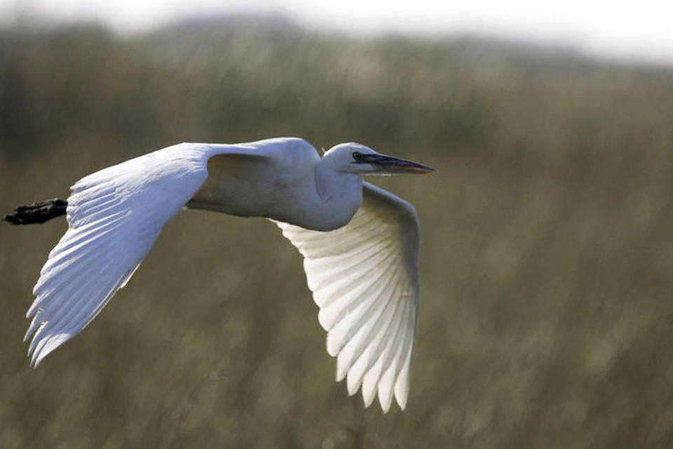 Como as aves vão inspirar os aviões do futuro