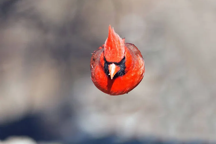 
	Pesquisa: aves urbanas s&atilde;o mais territorialistas, barulhentas e agressivas do que seus &#39;primos&#39; do campo.
 (Thinkstock)