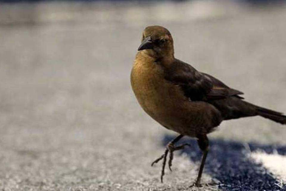 Dezenas de pássaros aparecem mortos na Suécia