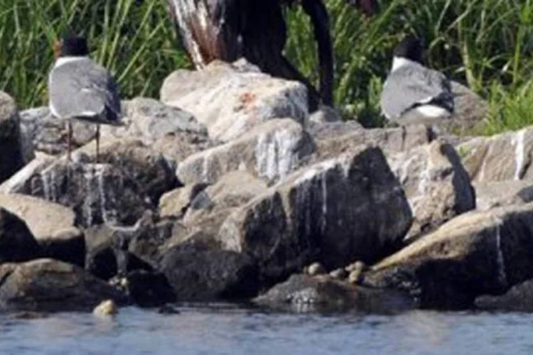 Pássaros circulam ao redor de uma das margens contaminadas pelo vazamento de petróleo no Golfo (.)