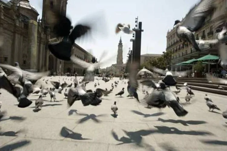 
	Aves da cidade acordam mais cedo e descansam menos do que seus pares da floresta
 (Getty Images/Getty Images)