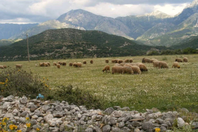 Pasto na Albânia: oferta abrange todo tipo de bens estatais com uma superfície de mais de 500 metros quadrados (godo godaj/Wikimedia Commons)