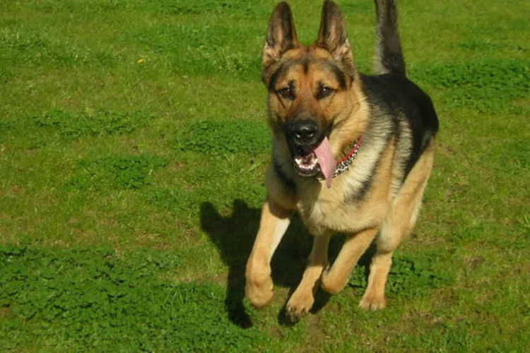 
	O c&atilde;o, um pastor alem&atilde;o chamado Frankie, acertou o diagn&oacute;stico em 88,2% dos casos apenas ao cheirar a urina das 34 pessoas que participaram do experimento
 (Wikimedia Commons)