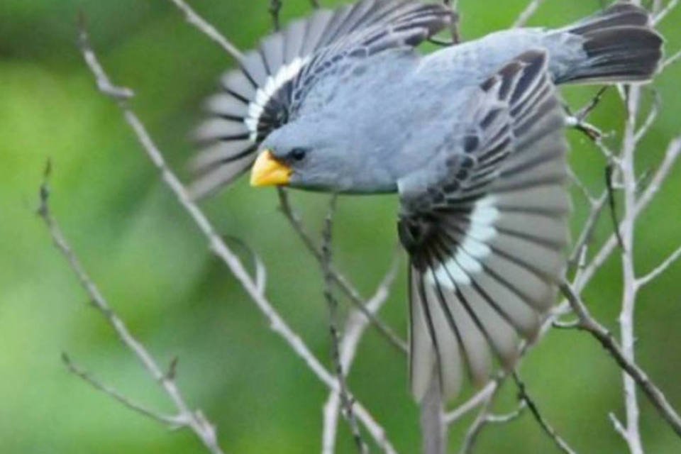 Já nasce em extinção nova ave descoberta no Brasil