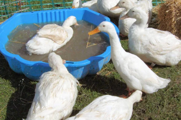 Patos: A ONG, que foi impedida de entrar na embaixada e de se reunir com o embaixador, calcula que na França sejam sacrificados, a cada ano, 70 milhões de patos (Jim/Wikimedia Commons/Wikimedia Commons)