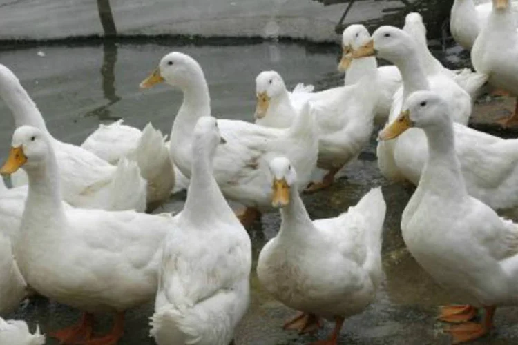 Patos: granja foi isolada e os animais começaram a ser sacrificados (Hoang Dinh Nam/AFP)