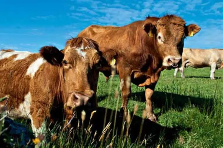 Acredita-se que seres humanos podem contrair uma doença cerebral fatal ao comer pedaços de carne infectada com a vaca louca (Gardel Bertrand/AFP Photo)