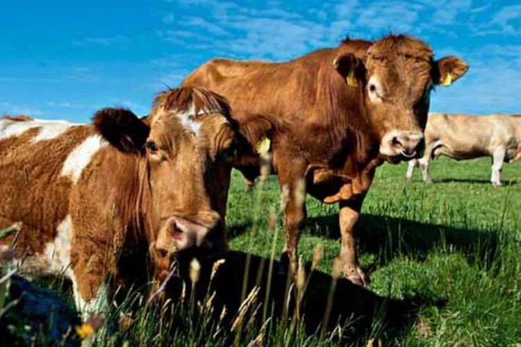 Acredita-se que seres humanos podem contrair uma doença cerebral fatal ao comer pedaços de carne infectada com a vaca louca (Gardel Bertrand/AFP Photo)