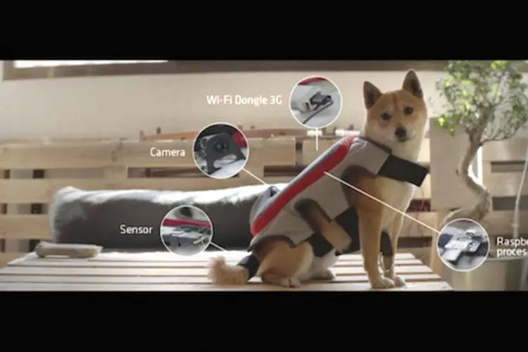 Comercial da Pedigree Espanha: invenção que permite cachorro tirar fotografias sozinho (Reprodução)