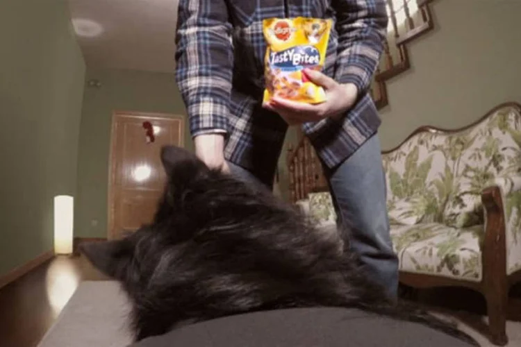 
	Pedigree selfie: a ideia parece vinda de um daqueles filmes de com&eacute;dia com c&atilde;ezinhos que falam
 (Divulgação)