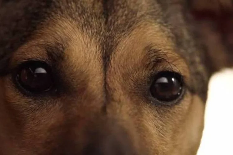 
	Campanha &quot;Alimente o que h&aacute; de melhor&quot;, da Pedigree
 (Reprodução/YouTube)