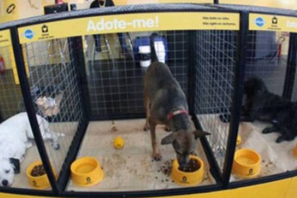 Pedigree ativa marca com projeto bom para cachorro