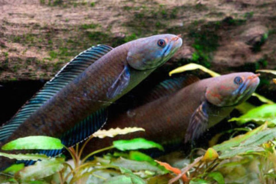 Peixe que caminha é uma das espécies descobertas no Himalaia