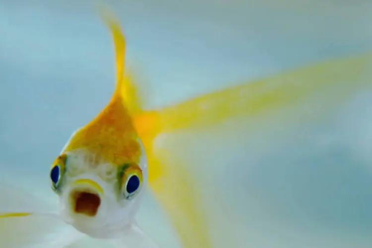 
	Peixe dourado com boca aberta: morte de animal &eacute; uma das desculpas
 (SXC.Hu)