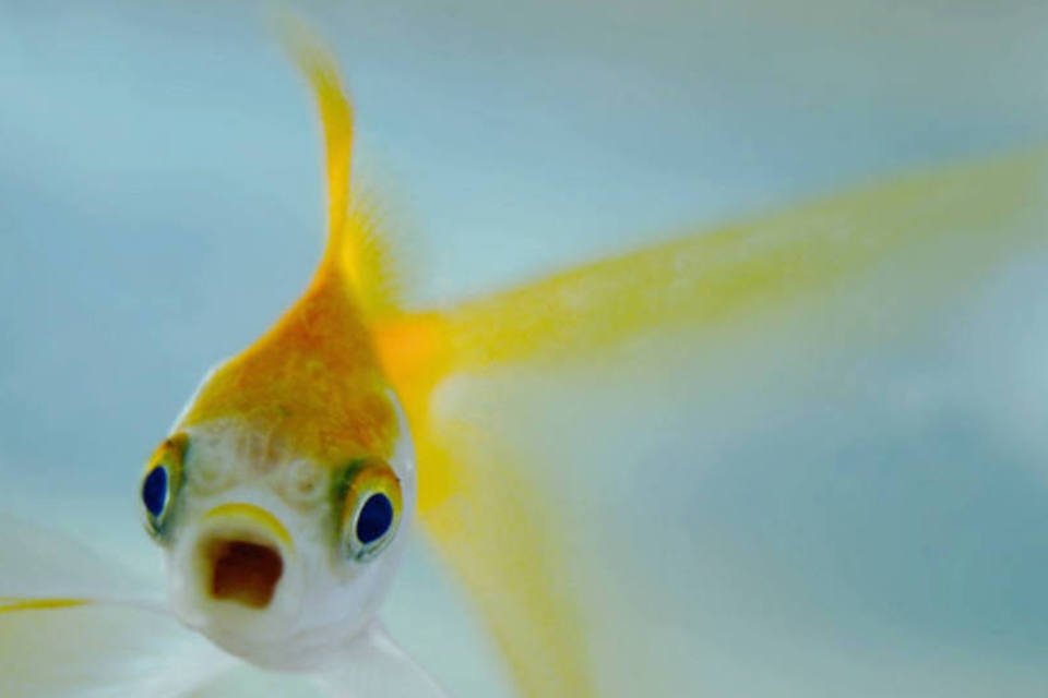 Prozac na água torna peixes antissociais e agressivos